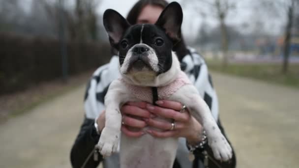 フランスのブルドッグ子犬ペット 友情の概念を保持する女性 — ストック動画