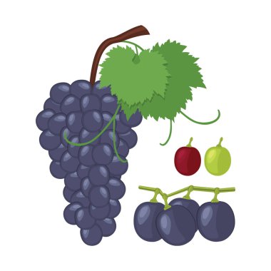 Üzüm. Meyveler ve meyve üzüm demet ayrı olarak, beyaz ve p