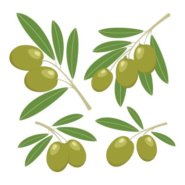 Zeytin. Yeşil zeytin yeşil yaprakları ile ayarlayın. Vektör illustrati
