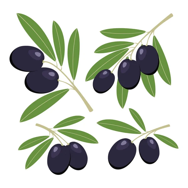 Olijven. Set van donkere olijven met groene bladeren. Vector illustratio — Stockvector