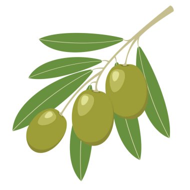 Zeytin. Yeşil zeytin yeşil yaprakları ile. Vektör çizim.