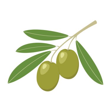 Zeytin. Yeşil zeytin yeşil yaprakları ile. Vektör çizim.