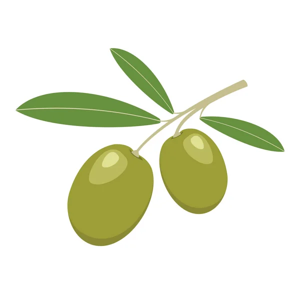 Des olives. Olives vertes aux feuilles vertes. Illustration vectorielle . — Image vectorielle