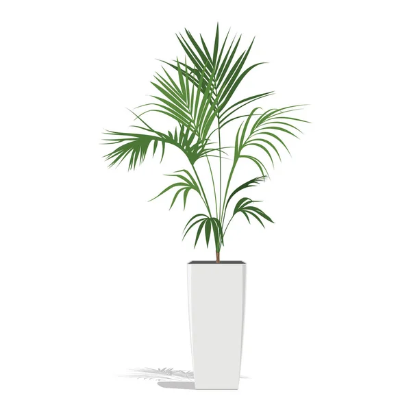 Ozdobná Dlaň Květináči Zelená Palma Howea Květináči Izolované Bílém Vektorová — Stockový vektor