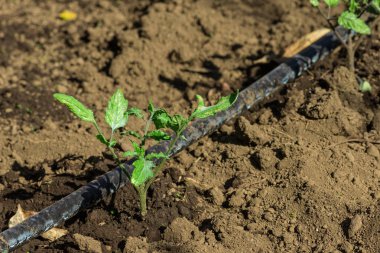Bahçede domates fidan dikti