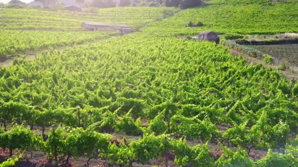 Wijngaard bij zonsondergang - luchtfoto — Stockvideo