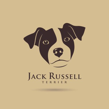 jack Russell terrier kafa