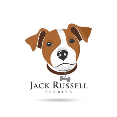 jack Russell terrier kafa