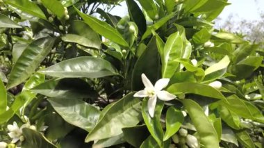 Orange Blossom blooms bir portakal ağacı üzerinde