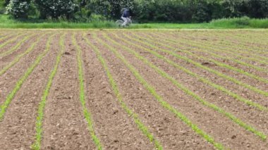 Kırsal alanda pedal çeviren bir adam mısır filizleriyle işlenmiş bir tarlada covid virüs maskesi takıyor. 4k