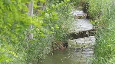 Kırsal kesimdeki ağaçlar arasında küçük taş köprüsü olan küçük bir sulama kanalı. 4k