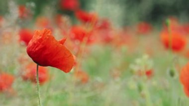 Haşhaş tarlası ve bulanık arka planlı ve hafif rüzgarlı haşhaş tarlası. 4k