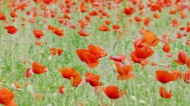 Güneşli bir yaz gününde rüzgarda esen gelincik tarlasında kamera solda. Kırsal 4k