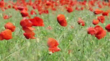 Güneşli bir günde, sert bir rüzgarın estirdiği kırmızı gelinciklerin harika ve duygusal sahnesi. 4k kırsal