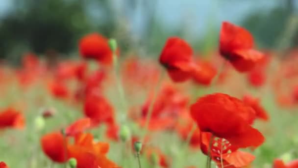 Amapolas Primer Plano Movidas Por Viento Ligero Fondo Borroso Campo — Vídeos de Stock