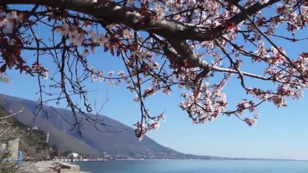 Flores de cerejeira na praia — Vídeo de Stock
