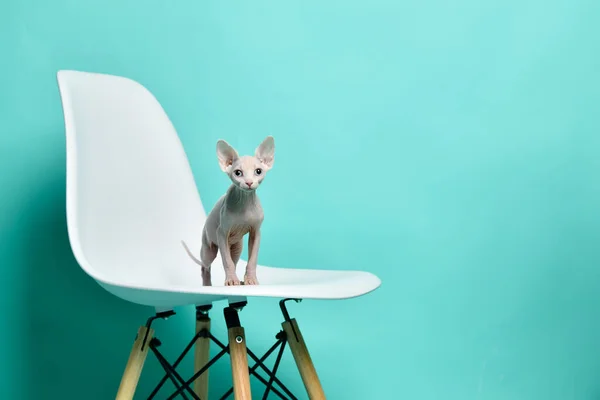 Canadian light pink sphynx cat kitten sitting on modern chair — Stock Photo, Image