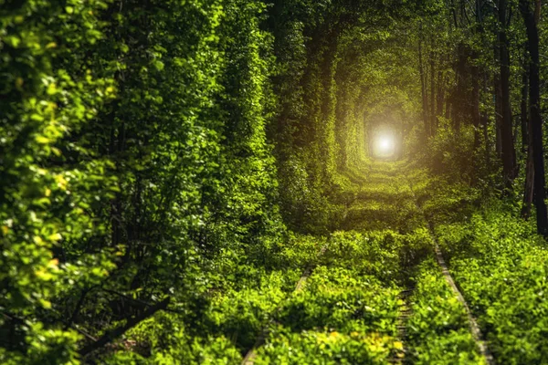 Beautiful tunnel of green trees . Tunnel of love. Old abandoned railway line, in the alley of green trees.