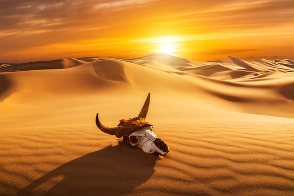 Skull bull in the sand desert at sunset. The concept of death and end of life