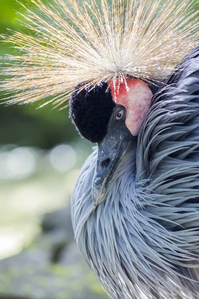 Das grandiose Porträt des afrikanischen Kranichvogels. — Stockfoto