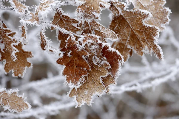 Feuilles de chêne jaune en hiver rime . — Photo