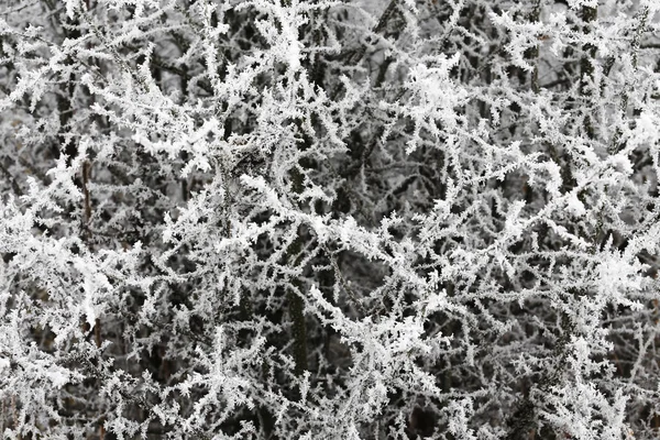 Tree branches on frost frozen. — Stock Photo, Image