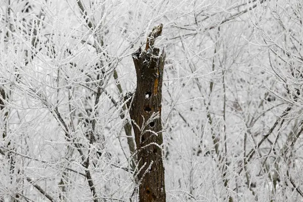 Vogelnest in hohlem Baum. — Stockfoto