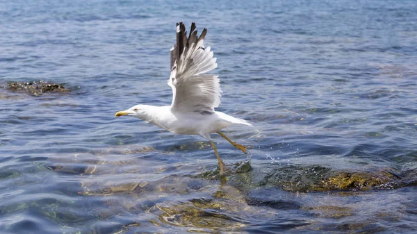 La mouette décolle de la mer . — Photo