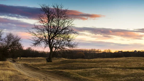 Plešatý strom krajina a zamračená obloha. — Stock fotografie
