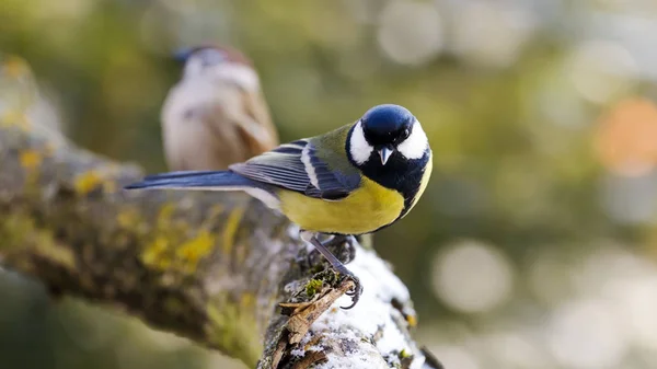 Great Tit in winter. — Stock Photo, Image