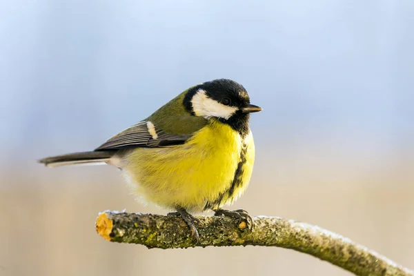 Great Tit in winter. — Stock Photo, Image