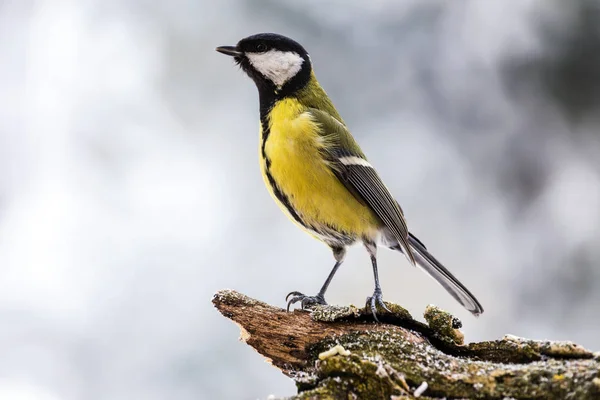 Grande mésange en hiver . — Photo