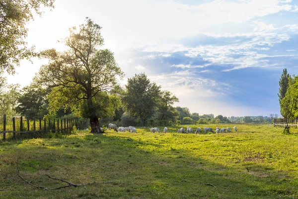 Ungerska grå boskap i fältet. — Stockfoto