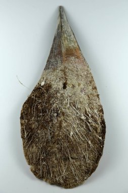Seashell Pinna Nobillis