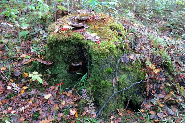 Oude Stub in het bos — Stockfoto