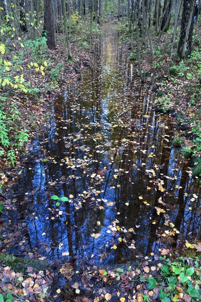 Reflejos de los árboles en el agua — Foto de Stock