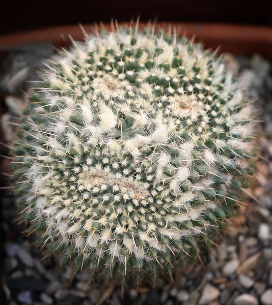 Bellissimo cactus in una pentola — Foto Stock
