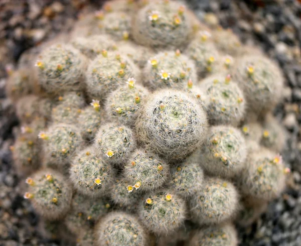 Vackra cactus i ett pot — Stockfoto