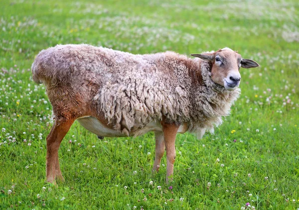 Nice picture of sheep — Stock Photo, Image