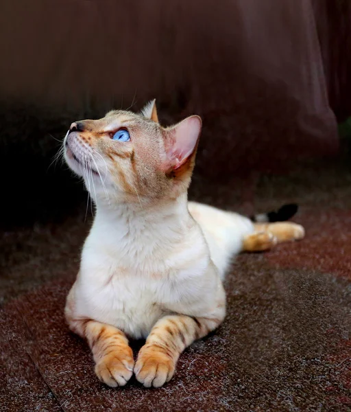 Кіт з блакитними очима — стокове фото