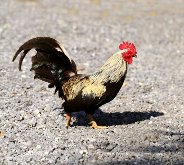 güzel renkli horoz