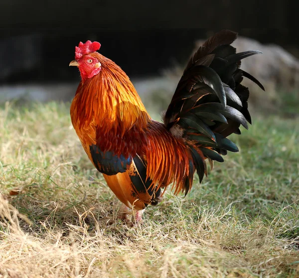 Güzel renkli horoz — Stok fotoğraf