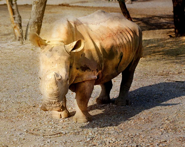 Vackra Rhino i Safari — Stockfoto