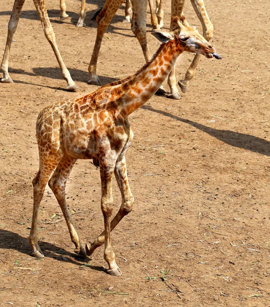 Beautiful animal giraffes in Thailand — Stock Photo, Image