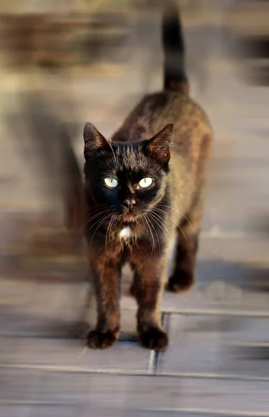 Gato preto bonito — Fotografia de Stock