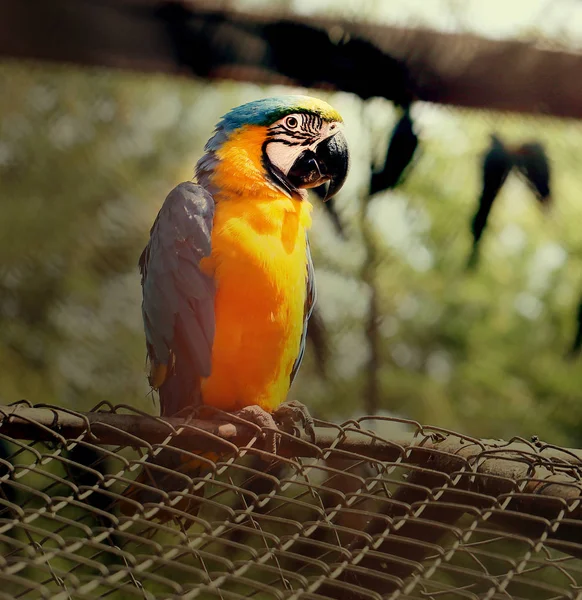 Papagaio grande bonito — Fotografia de Stock