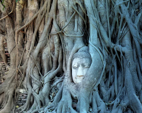 सुंदर बौद्ध पुतळा — स्टॉक फोटो, इमेज