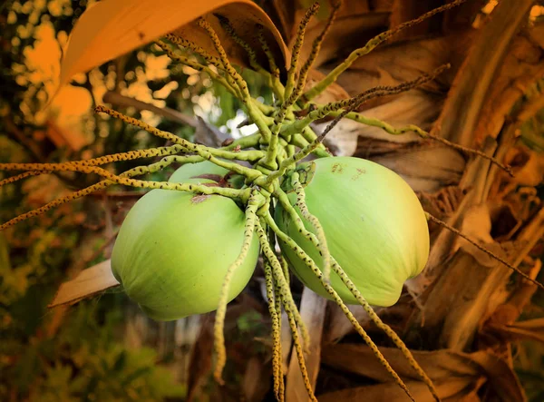 Foto van twee macro kokosnoten — Stockfoto