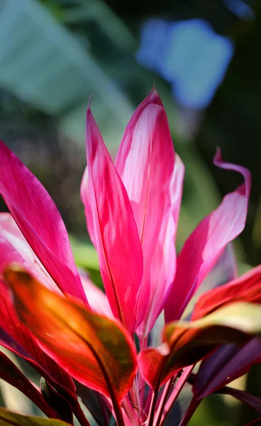 Photo of bright pink plants — Stock Photo, Image