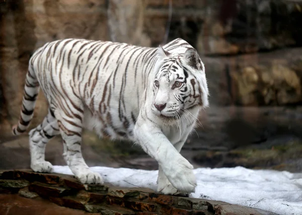 Amur tigre branco — Fotografia de Stock